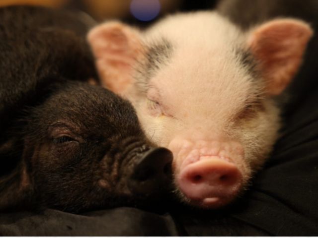 pigちゃんたちはお客様が大好き♪みなさまのお越しをお待ちしております。