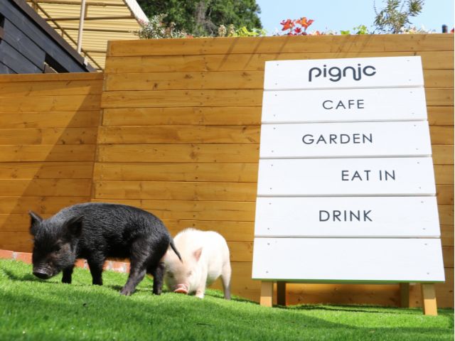 日本初!本場イギリスの「牧場体験型」スタイルを目指した小さなファーム、pignig farm&cafeへぜひお越しください♪