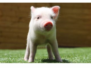 マイクロピッグと遊びえるファーム pignic farm&cafe