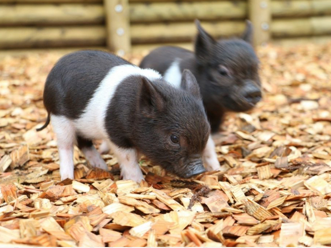 牧場エリアで元気に駆け回る姿を見たり♪