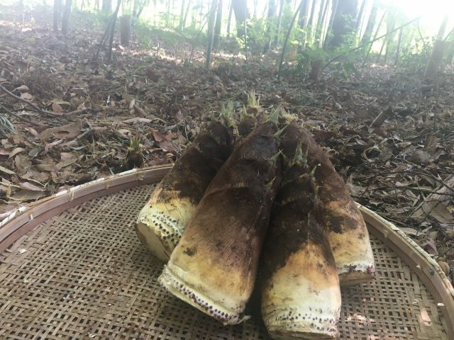 23年春 野菜狩り 上尾 自分で掘れる 竹林でたけのこ収穫体験 なごみ園 森田 じゃらん遊び体験 23年春 野菜狩り 上尾 自分で掘れる 竹林でたけのこ収穫体験 なごみ園 森田 じゃらん遊び体験