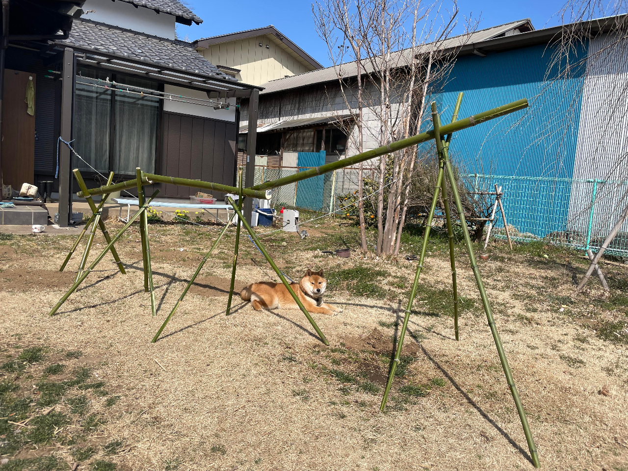 七夕や流しそうめんにも Diyにも使える 竹 の収穫体験 自然体験 上尾 なごみ園 森田 じゃらん遊び体験 七夕や流しそうめんにも Diyにも使える 竹 の収穫体験 自然体験 上尾 なごみ園 森田 じゃらん遊び体験