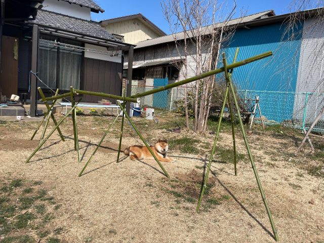 七夕や流しそうめんにも Diyにも使える 竹 の収穫体験 自然体験 上尾 なごみ園 森田 じゃらん遊び体験 七夕や流しそうめんにも Diyにも使える 竹 の収穫体験 自然体験 上尾 なごみ園 森田 じゃらん遊び体験