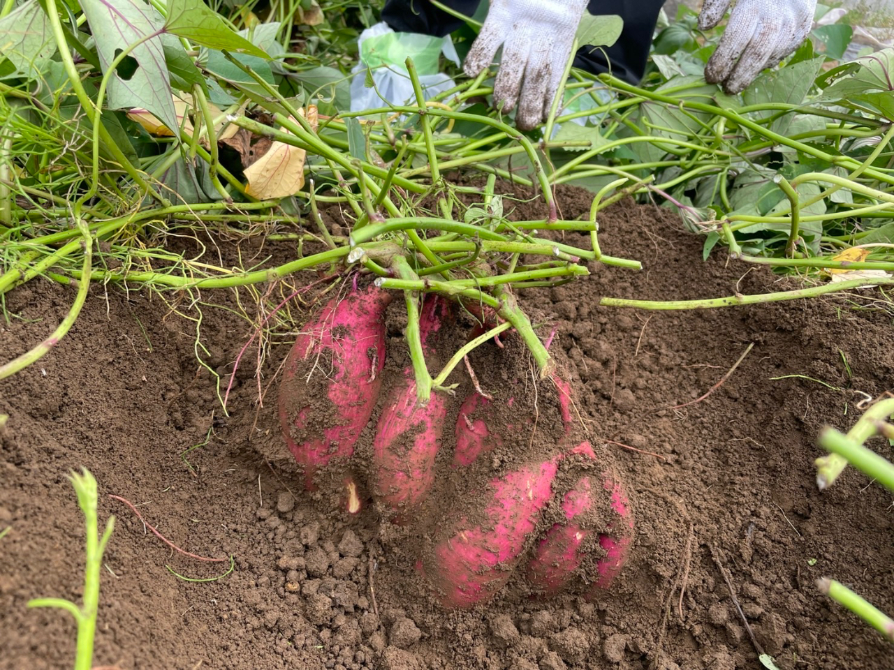 完全無農薬の安心安全なさつまいもです!