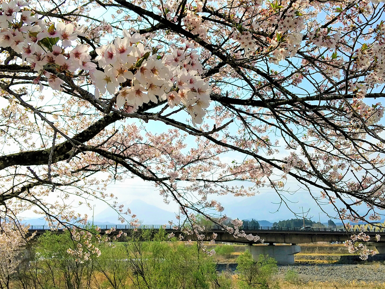 並木大橋付近は、大谷川沿いにたくさんの桜が咲く花の名所のひとつ。特に赤間々(あかまま)会館下にある公園は、お花見もできるスポットです。