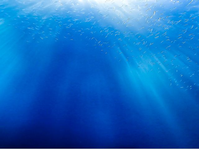 水中に差し込む太陽の光は絶景!