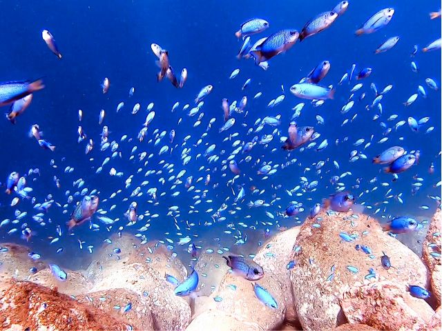 伊豆の海を彩るソラスズメダイの群れ!