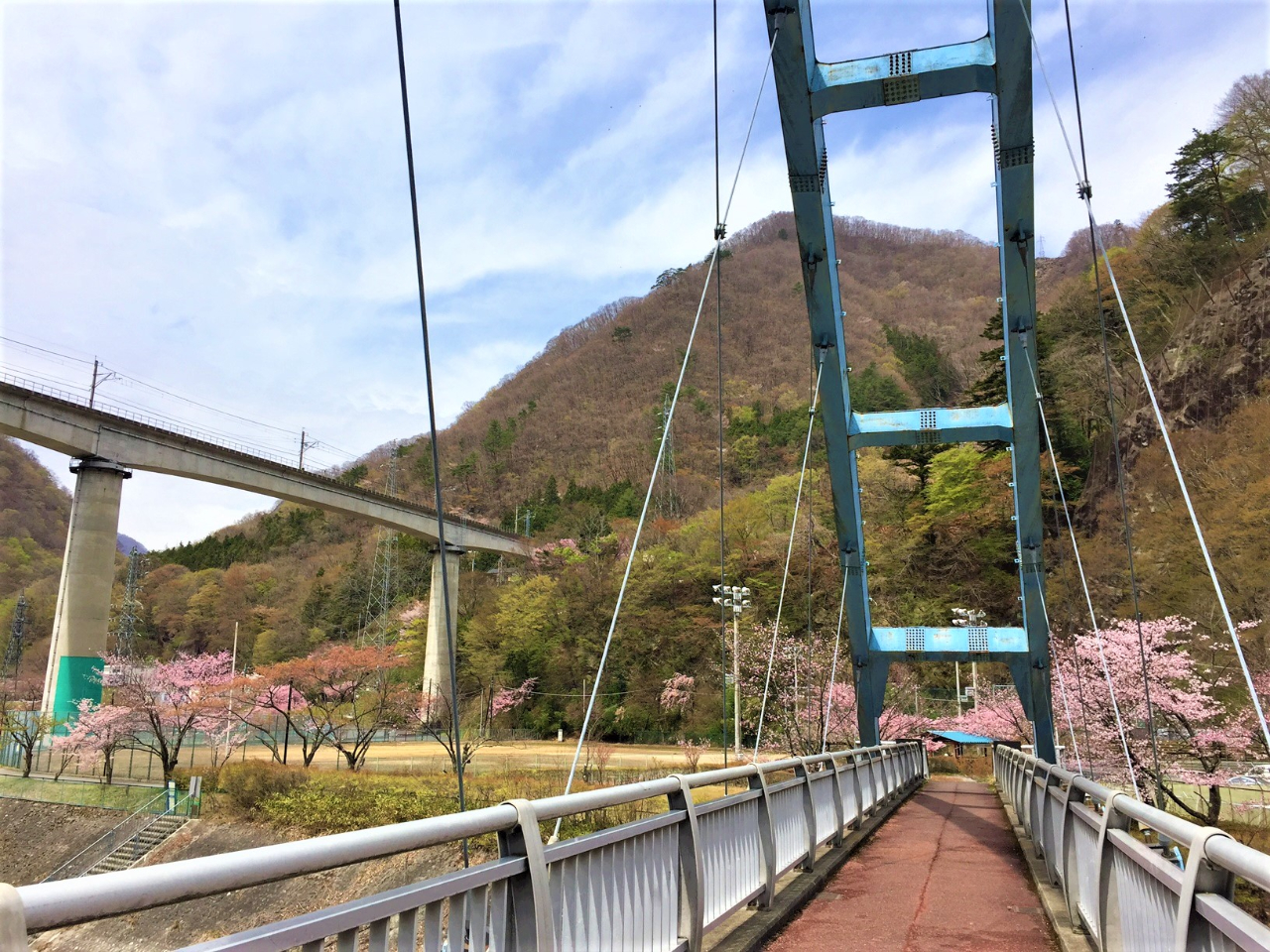4月上旬〜中旬は桜が満開ですよ♪