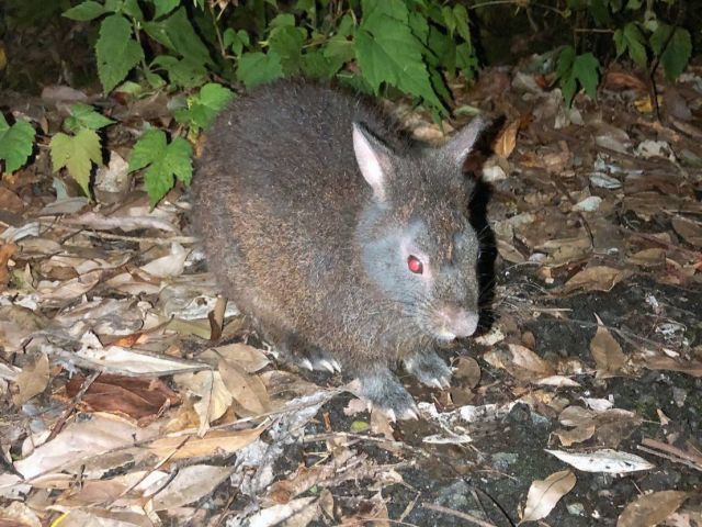 奄美空港徒歩1分 黒ウサギナイトツアー 女性 カップル ファミリーにおすすめ 奄美マリンジェットクラブ じゃらん遊び体験 奄美空港徒歩1分 黒ウサギナイトツアー 女性 カップル ファミリーにおすすめ 奄美マリンジェットクラブ じゃらん遊び体験