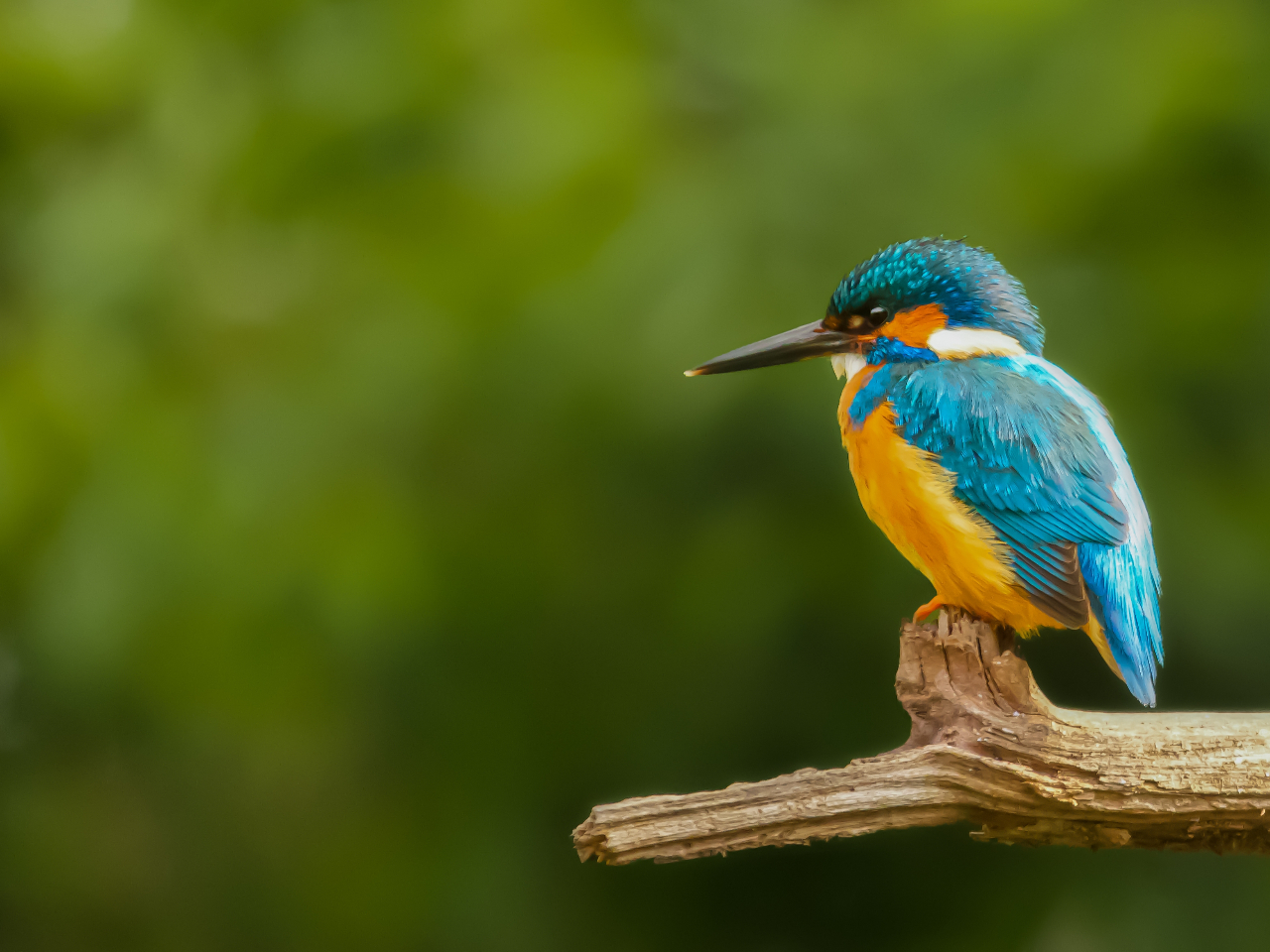 みんなの人気者、カワセミ。