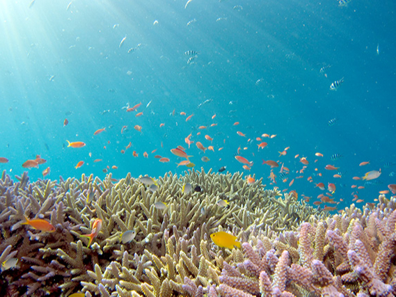 サンゴに生息するカワイイお魚たち