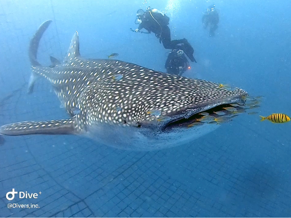 憧れのジンベエザメとダイビング