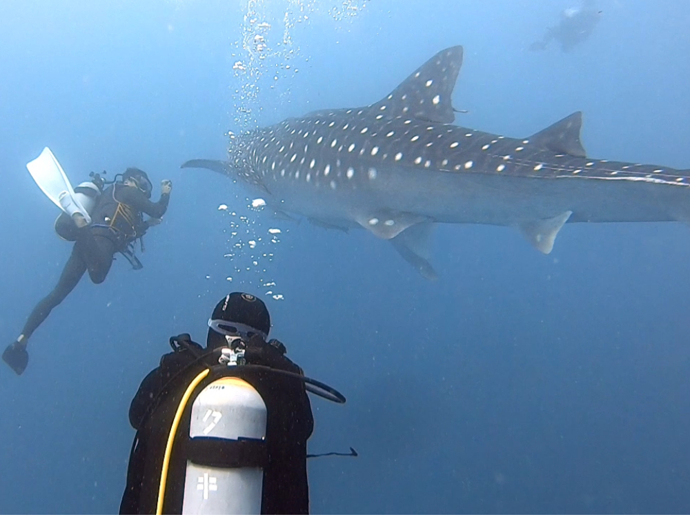 ジンベエザメが大接近