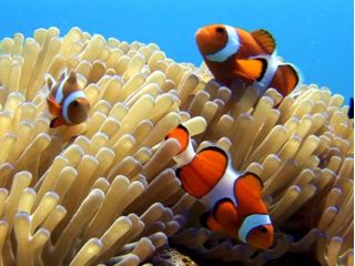 沖縄といえば・・・やっぱりニモ!