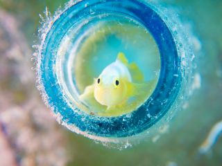 水底に落ちてるビンの中を覗いてみると