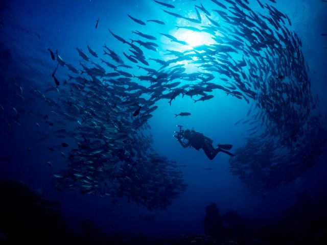 気付けばギンガメアジのトルネードに囲まれて