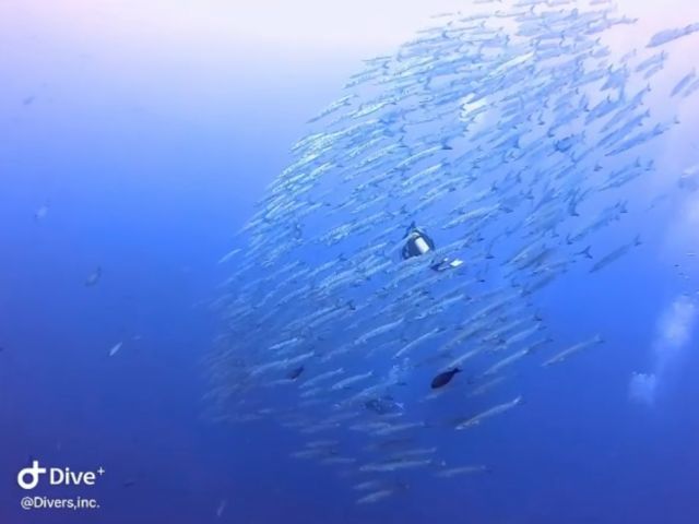 シェブロンバラクーダの群れのド真ん中に