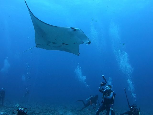 頭上をマンタが通過〜〜〜