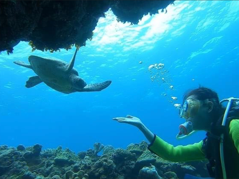 アオウミガメの方から寄ってきます