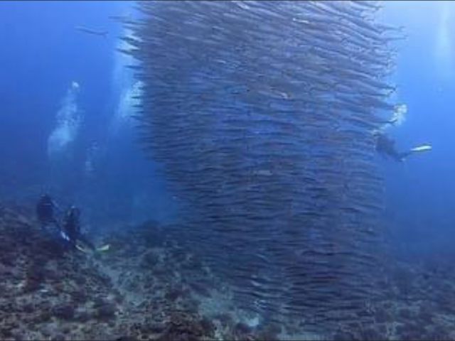 オオメカマス!一体何匹いるの!?