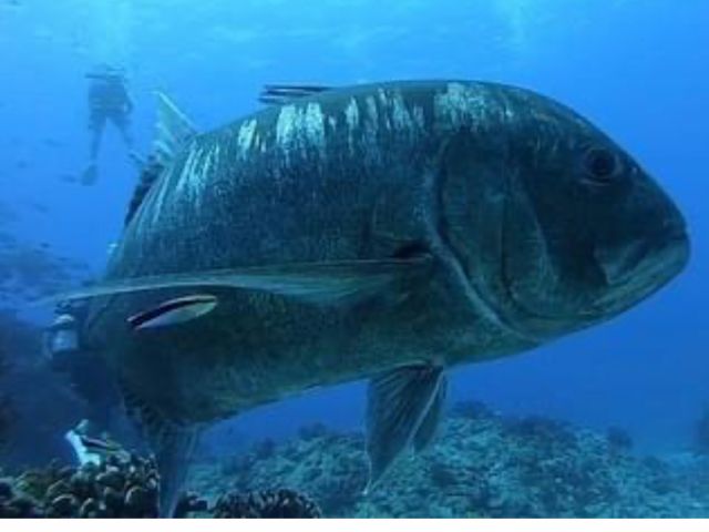 ロウニンアジが正面から!!