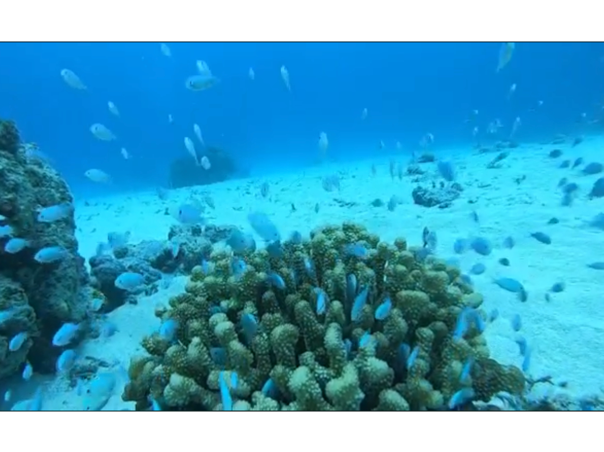 サンゴから出たり入ったりのデバスズメダイ