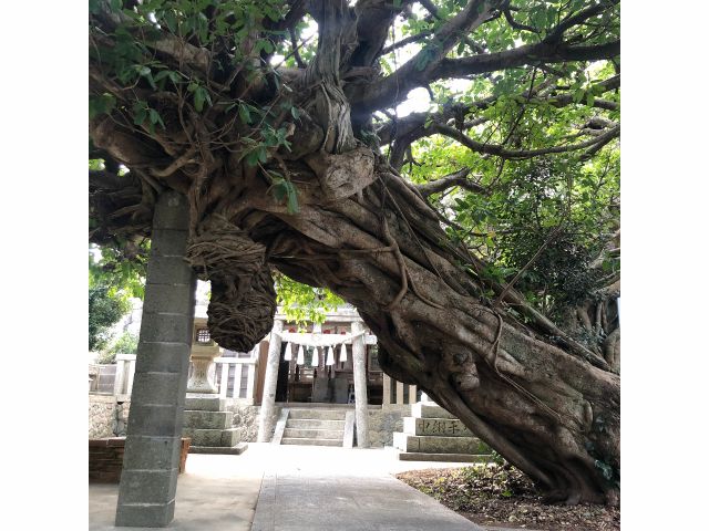 竜王神社の樹齢およそ400年のアコウの木。圧巻の存在感!必見の価値ありです。