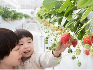 新規open 山笑う里 いちご狩り えびせんべいの里もすぐ近く コロナ対策実施中 山笑う里 じゃらん遊び体験 新規open 山笑う里 いちご狩り えびせんべいの里もすぐ近く コロナ対策実施中 山笑う里 じゃらん遊び体験