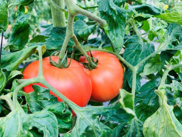 杉戸町 野菜狩り トマト きゅうり収穫体験 ユー ファーム じゃらん遊び体験 杉戸町 野菜狩り トマト きゅうり収穫体験 ユー ファーム じゃらん遊び体験