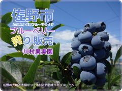栃木のブルーベリー狩りランキングtop10 じゃらんnet 栃木のブルーベリー狩りランキングtop10 じゃらんnet