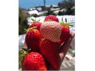 1ハウス内でイチゴの食べくらべが出来ます♪