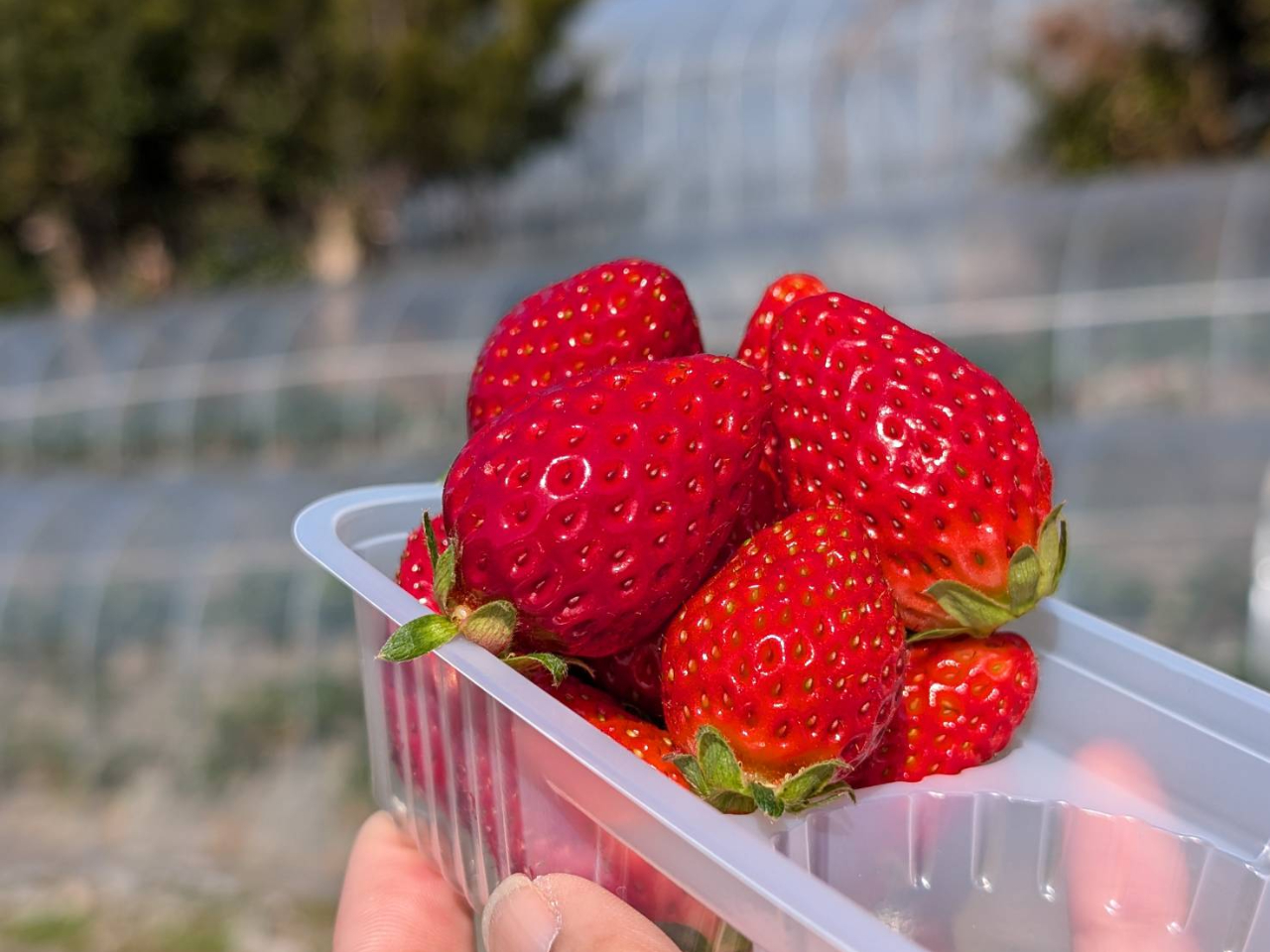 《1-2月》\60分の石垣いちご狩り!/こだわりの2品種をご用意しております!《...