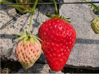 愛情をたっぷりこめた自慢のいちごです。