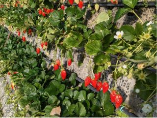 陽の光をいっぱい浴びて育ったこだわりのいちごをぜひご賞味ください♪