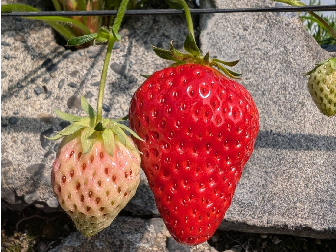 《3月-4月5日》\60分の石垣いちご狩り!/こだわりの2品種をご用意しておりま...