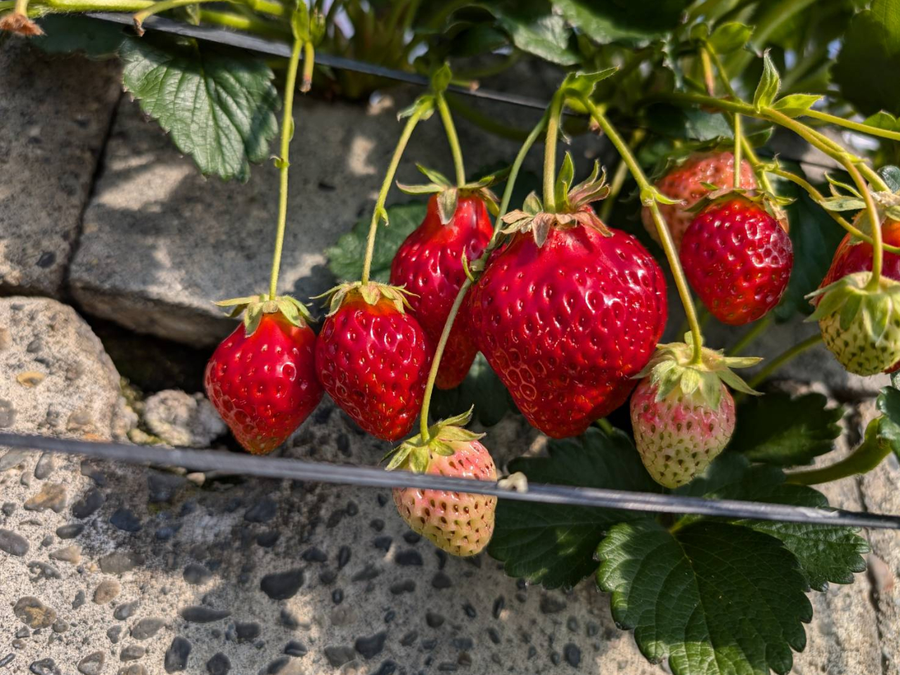 3月-4月5日》＼60分の石垣いちご狩り！／こだわりの2品種をご用意して