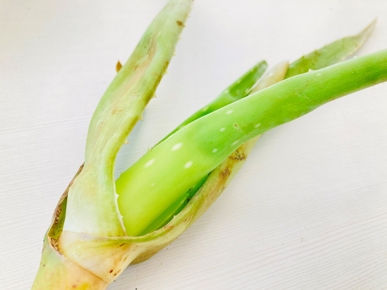 熊谷 アロエ収穫体験 無農薬の安心アロエ収穫体験プラン ナチュラルファームさと じゃらん遊び体験