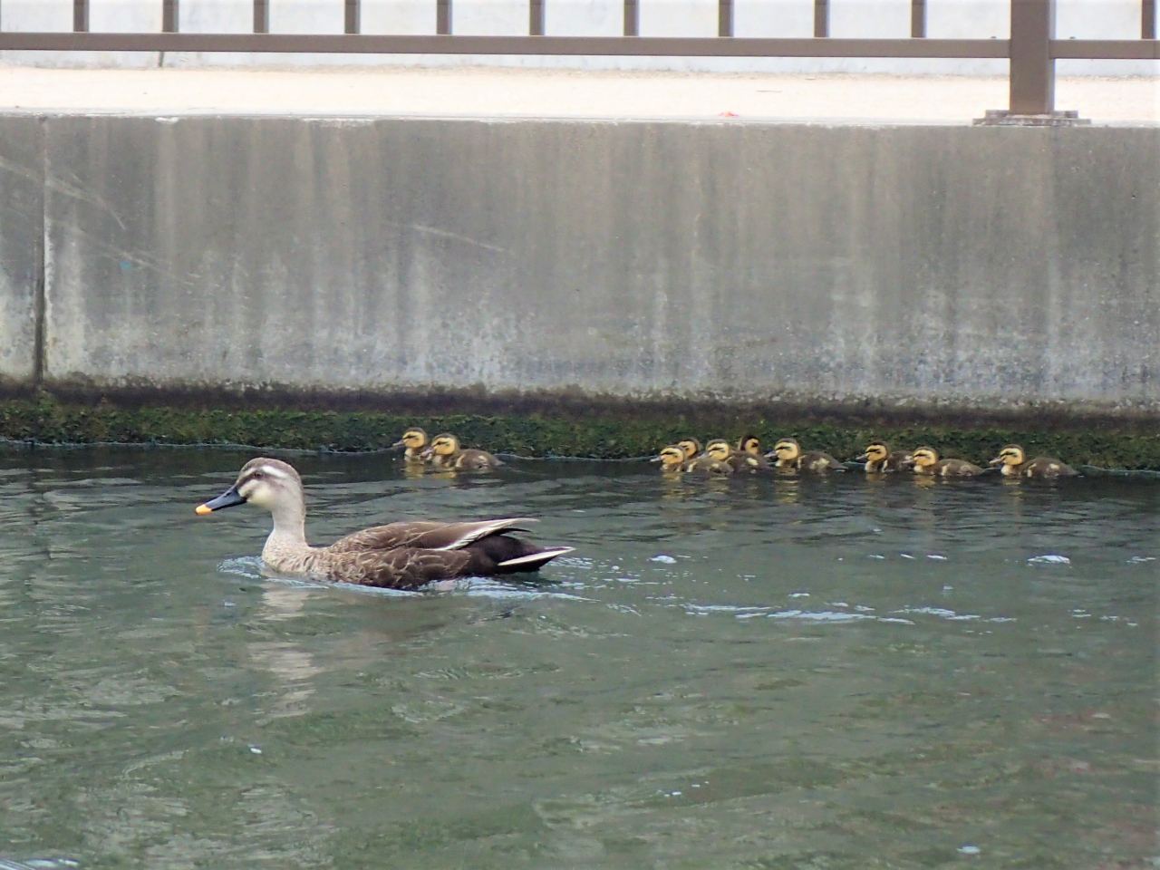 運が良ければ、5月中旬〜初夏までカルガモの親子の姿を見ることもできます。