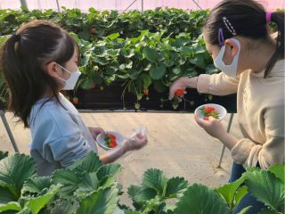 あまーい群馬のやよいひめです。