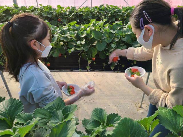 あまーい群馬のやよいひめです。