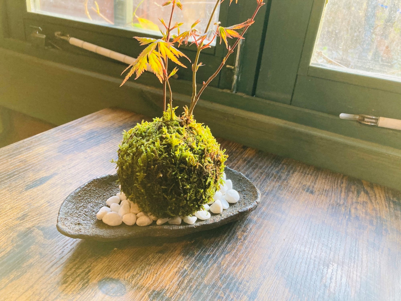 紅葉の苔玉、お気に入りのお皿にのせてお楽しみください