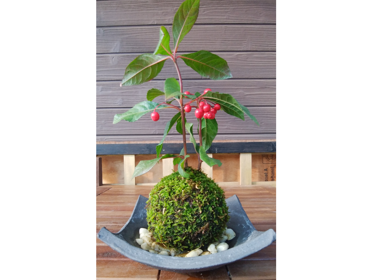 やぶこうじの苔玉