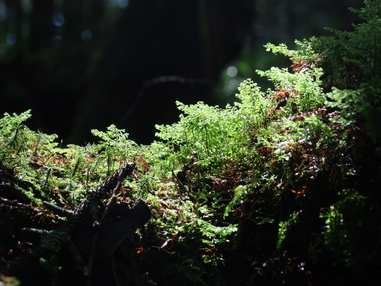 IɔGꂽX𒩓Ƃ炵܂B