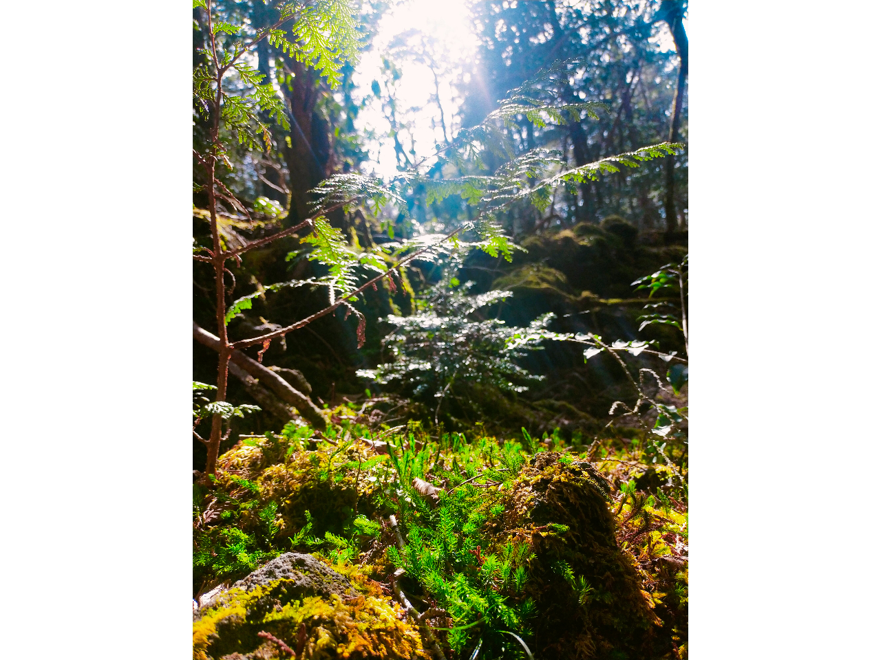 ��I�ɔG�ꂽ���X�𒩓����Ƃ炵�܂��B