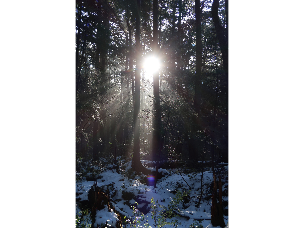 �����ɏƂ炳�ꂽ���z�I�Ȑ؃������C