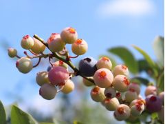 笠岡駅周辺の果物 野菜狩りランキングtop6 じゃらんnet 笠岡駅周辺の果物 野菜狩りランキングtop6 じゃらんnet