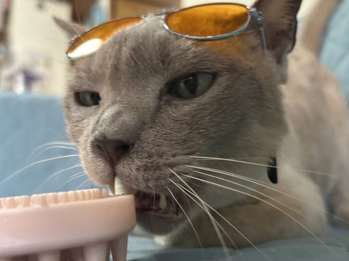 サングラスを付けて、はいチーズ♪