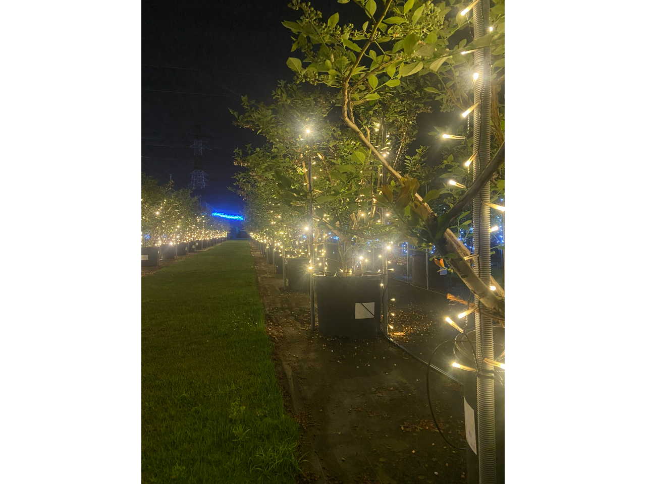 ���C�g�A�b�v����Ă���ƂĂ����z�I�ȃu���[�x���[���̗l�q�ł�
