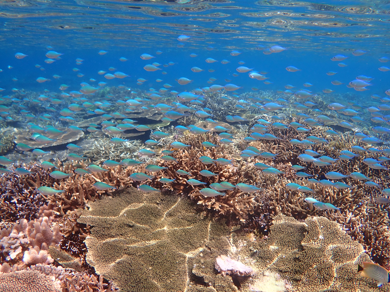 �唗�͂̃T���S�ʂƃf�o�X�Y���_�C����