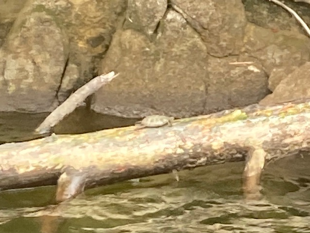 三河湖畔にニホンイシガメさんを発見!